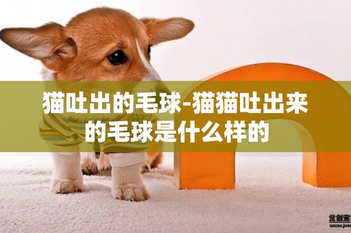 貓吐出的毛球-貓貓吐出來的毛球是什么樣的