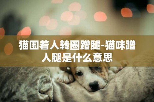 貓圍著人轉圈蹭腿-貓咪蹭人腿是什么意思