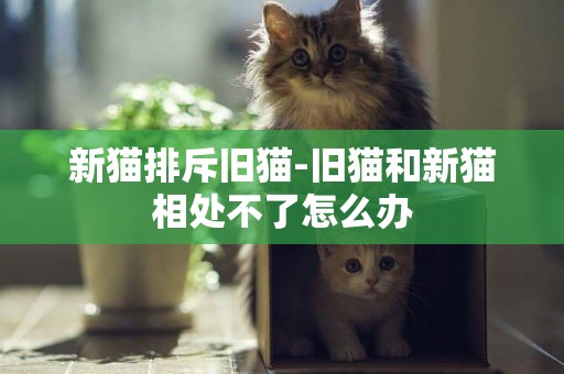 新貓排斥舊貓-舊貓和新貓相處不了怎么辦