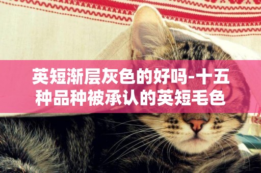 英短漸層灰色的好嗎-十五種品種被承認的英短毛色