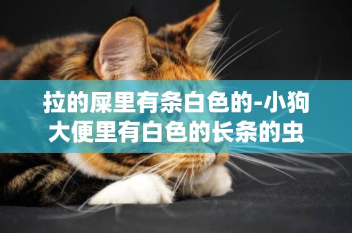 拉的屎里有條白色的-小狗大便里有白色的長條的蟲