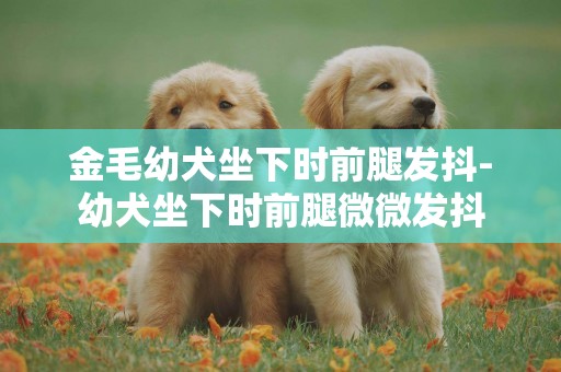 金毛幼犬坐下時前腿發抖-幼犬坐下時前腿微微發抖