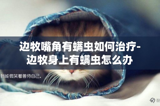 邊牧嘴角有螨蟲如何治療-邊牧身上有螨蟲怎么辦