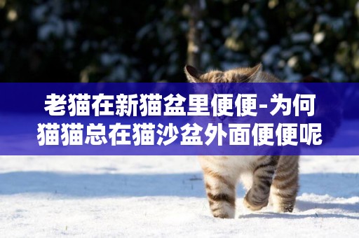 老貓在新貓盆里便便-為何貓貓總在貓沙盆外面便便呢？