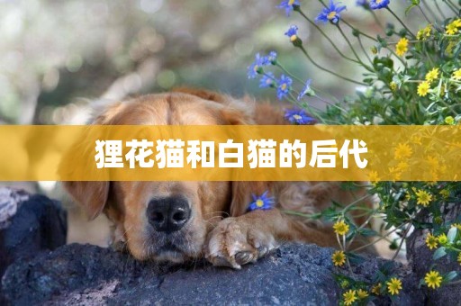 貍花貓和白貓的后代