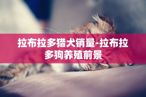 拉布拉多獵犬銷量-拉布拉多狗養殖前景