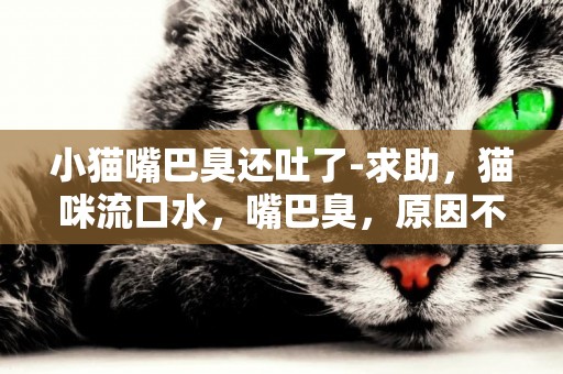 小貓嘴巴臭還吐了-求助，貓咪流口水，嘴巴臭，原因不知，內詳