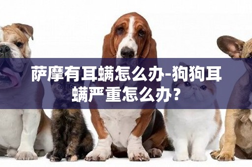 薩摩有耳螨怎么辦-狗狗耳螨嚴重怎么辦？