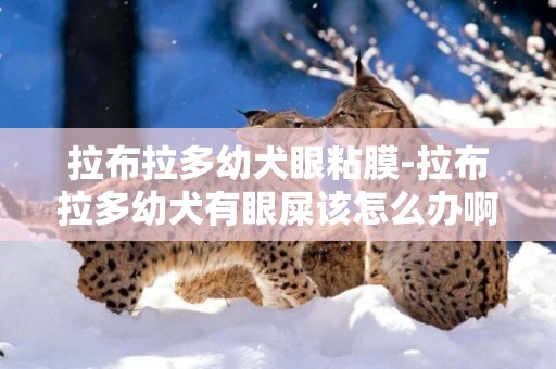 拉布拉多幼犬眼粘膜-拉布拉多幼犬有眼屎該怎么辦啊,急/