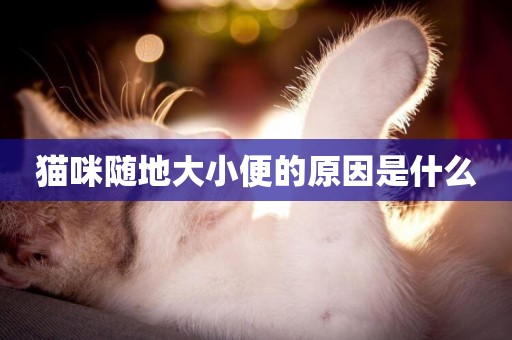 貓咪隨地大小便的原因是什么