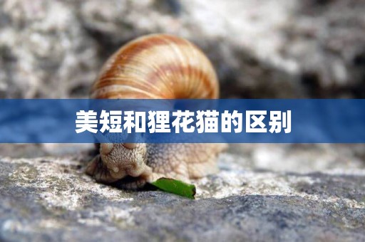 美短和貍花貓的區別