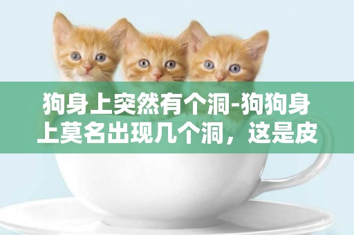 狗身上突然有個洞-狗狗身上莫名出現幾個洞，這是皮膚病嗎？要怎么治療呢？