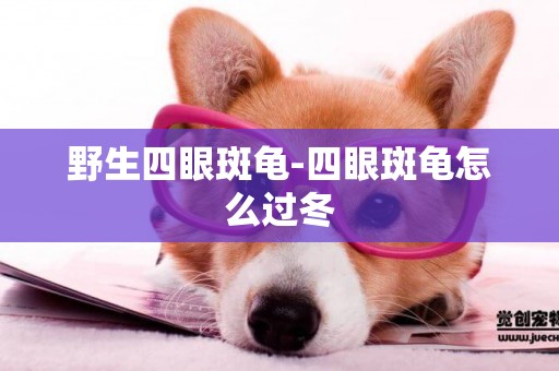 野生四眼斑龜-四眼斑龜怎么過冬