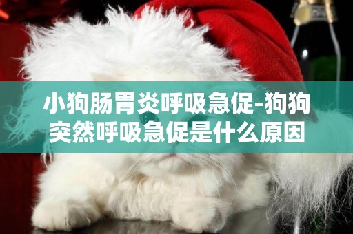 小狗腸胃炎呼吸急促-狗狗突然呼吸急促是什么原因