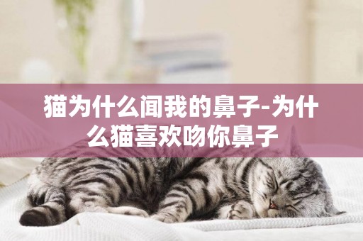 貓為什么聞我的鼻子-為什么貓喜歡吻你鼻子