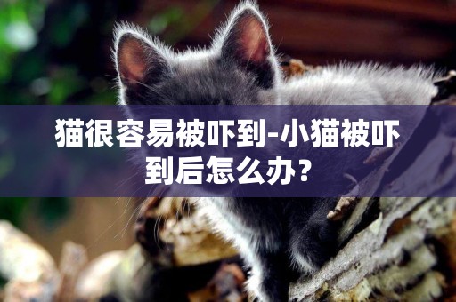 貓很容易被嚇到-小貓被嚇到后怎么辦？