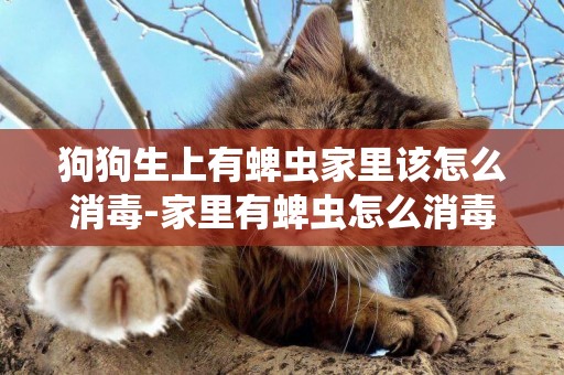 狗狗生上有蜱蟲家里該怎么消毒-家里有蜱蟲怎么消毒