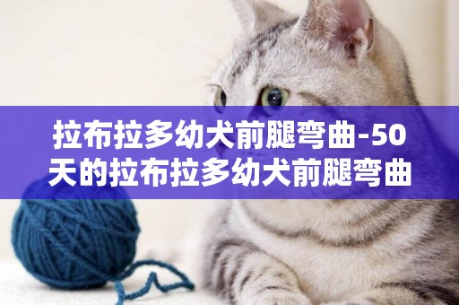 拉布拉多幼犬前腿彎曲-50天的拉布拉多幼犬前腿彎曲成這樣是怎么回事