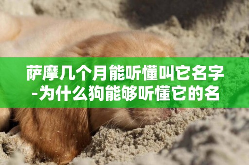 薩摩幾個月能聽懂叫它名字-為什么狗能夠聽懂它的名字？