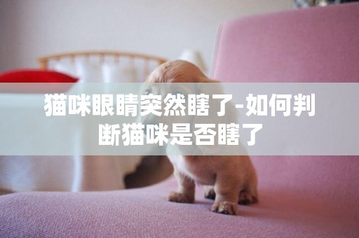 貓咪眼睛突然瞎了-如何判斷貓咪是否瞎了