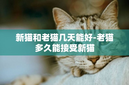新貓和老貓幾天能好-老貓多久能接受新貓