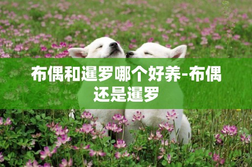 布偶和暹羅哪個好養-布偶還是暹羅