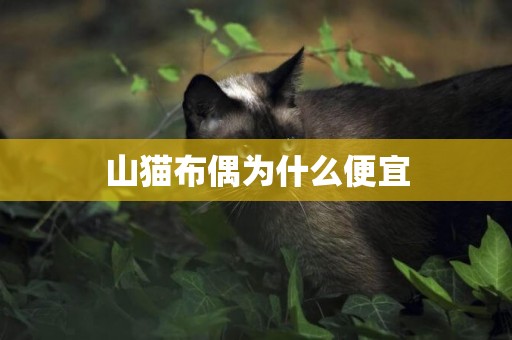 山貓布偶為什么便宜