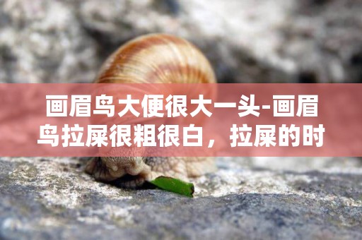 畫眉鳥大便很大一頭-畫眉鳥拉屎很粗很白，拉屎的時候很費勁。該怎么辦？