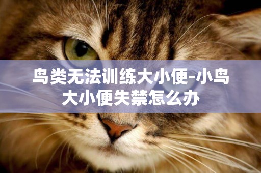 鳥類無法訓練大小便-小鳥大小便失禁怎么辦