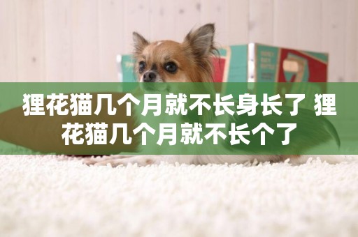 貍花貓幾個月就不長身長了 貍花貓幾個月就不長個了