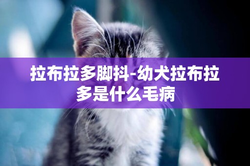 拉布拉多腳抖-幼犬拉布拉多是什么毛病