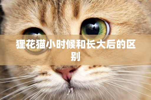 貍花貓小時候和長大后的區別