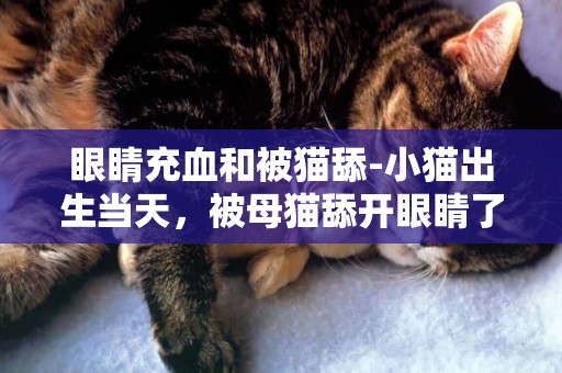 眼睛充血和被貓舔-小貓出生當天，被母貓舔開眼睛了，會不會失明