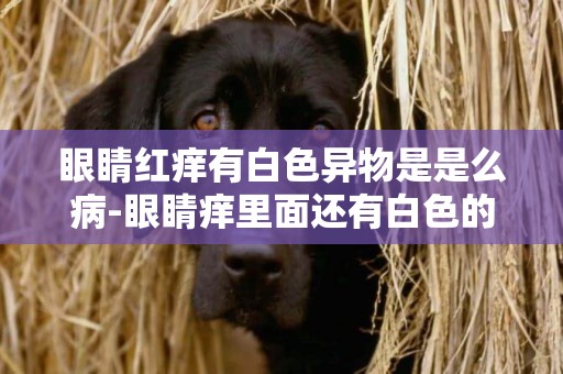眼睛紅癢有白色異物是是么病-眼睛癢里面還有白色的東西是怎么回事