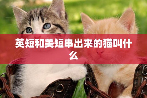 英短和美短串出來的貓叫什么