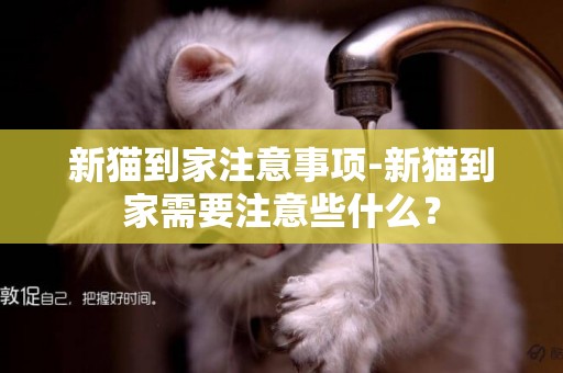 新貓到家注意事項-新貓到家需要注意些什么？