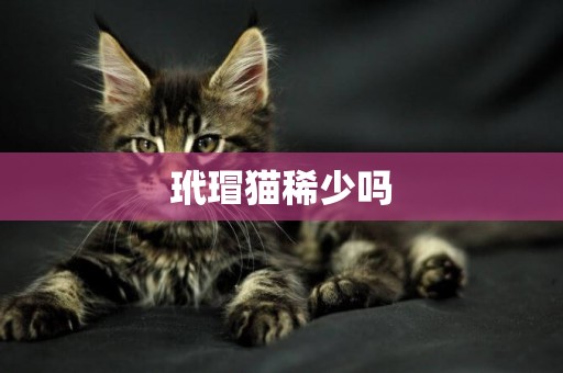 玳瑁貓稀少嗎