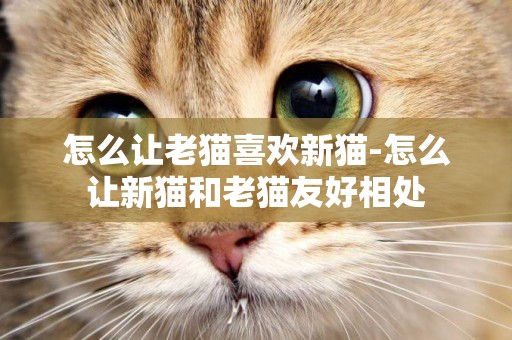 怎么讓老貓喜歡新貓-怎么讓新貓和老貓友好相處