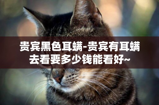 貴賓黑色耳螨-貴賓有耳螨去看要多少錢能看好~