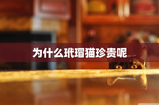 為什么玳瑁貓珍貴呢