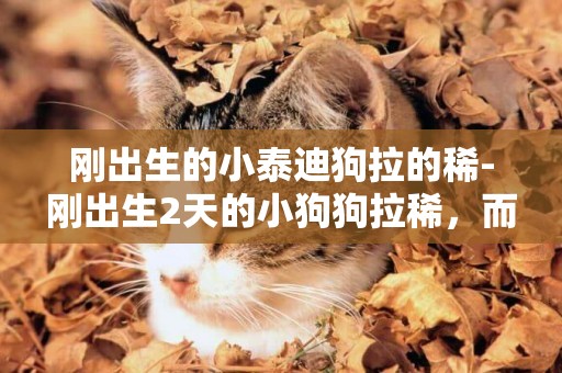 剛出生的小泰迪狗拉的稀-剛出生2天的小狗狗拉稀，而且是拉黃色的水了
