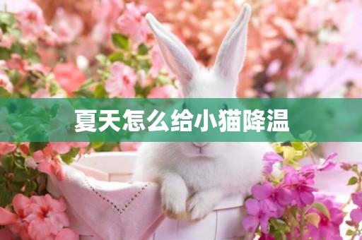 夏天怎么給小貓降溫