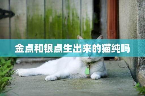 金點和銀點生出來的貓純嗎