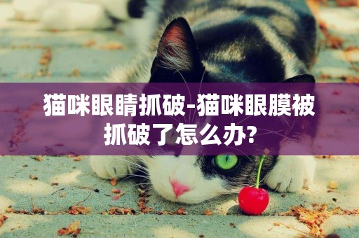 貓咪眼睛抓破-貓咪眼膜被抓破了怎么辦?