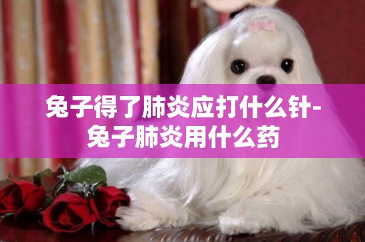 兔子得了肺炎應打什么針-兔子肺炎用什么藥