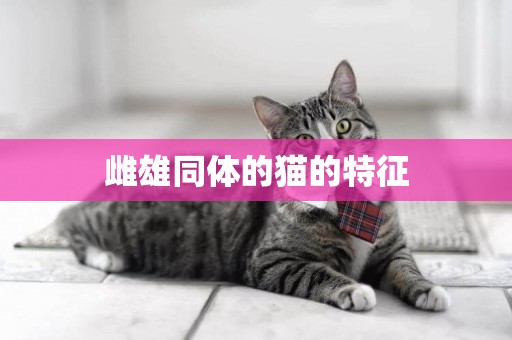 雌雄同體的貓的特征