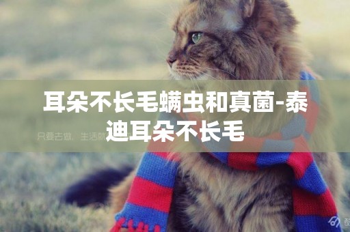耳朵不長毛螨蟲和真菌-泰迪耳朵不長毛