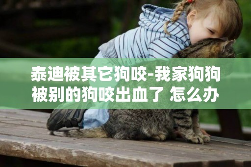 泰迪被其它狗咬-我家狗狗被別的狗咬出血了 怎么辦