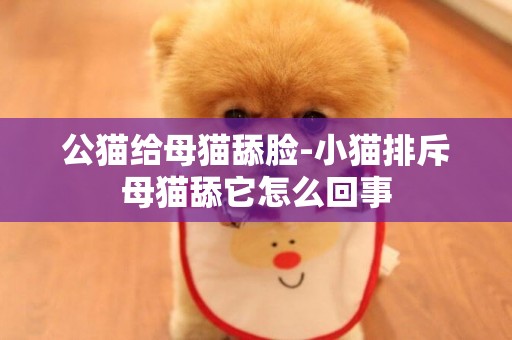 公貓給母貓舔臉-小貓排斥母貓舔它怎么回事