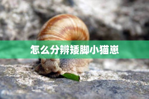 怎么分辨矮腳小貓崽